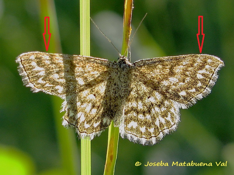 Scopula tessellaria - Geometridae? Scopula (Scopula) cfr. immorata